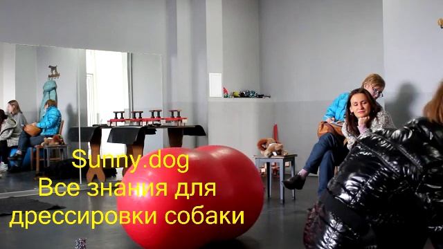 правильно меряем температуру, проверяем термометр и осматириваем собаку смотреть онлайн