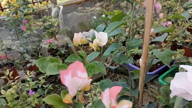 Bougainvillea, Imported Bougainvillea Maharani Variety