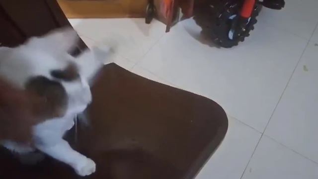 "Pawsitively Pristine: Grooming Galore" смотреть онлайн