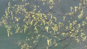 футаж весна  березовые сережки