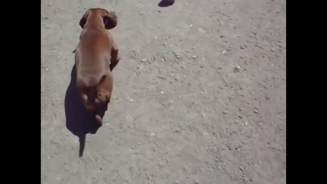 Такса играет с ёжиком. Смешное видео с таксой и ежом смотреть онлайн