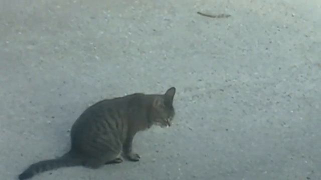 Playing with Munchy our stray cat смотреть онлайн