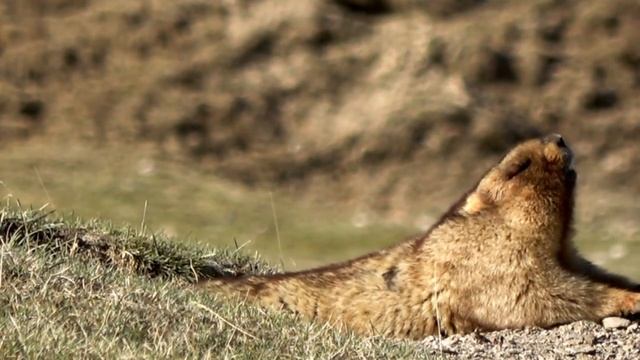 Таш-Рабат Кыргызстан 2018 / Tash Rabat Kirgisistan / Timelapse, Reisetipps, Tierwelt, Sternenhimmel смотреть онлайн