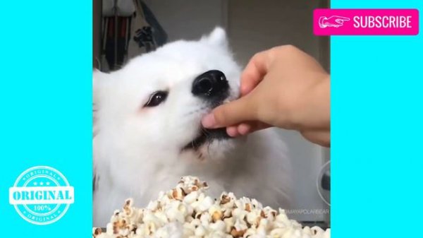 АСМР ЕДА ЖИВОТНЫХ Удивительные Животные ASMR ANIMALS Amazing Animals