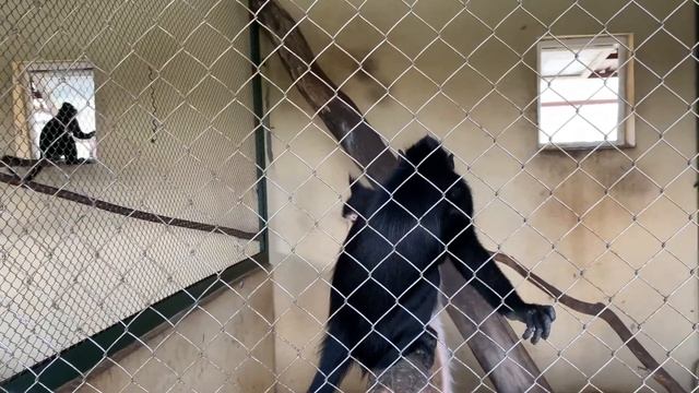 Зоопарк Планета Обезьян/Прогулка в мир животных смотреть онлайн