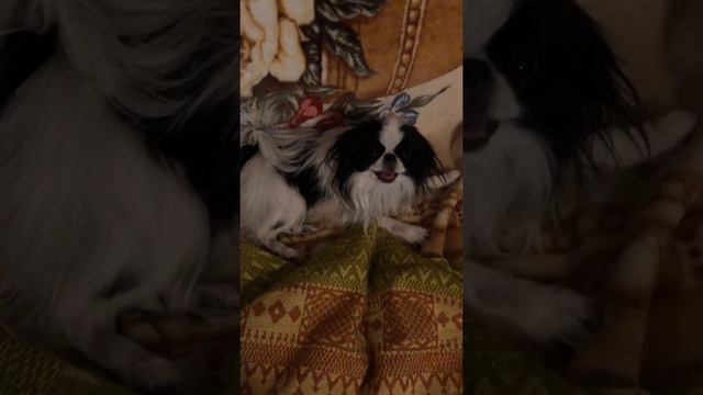 Расколбас весенний)) Фёдор показал себя🐶🐕🐶🌹🙏💕 смотреть онлайн