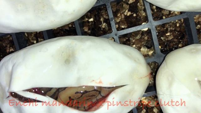 2 royal python clutches cut over 2 days... смотреть онлайн