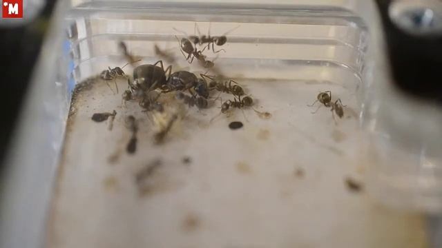 Муравьи Serviformica rufibarbis после диапаузы (зимовки) смотреть онлайн