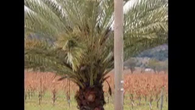 California Quartet Web Streaming