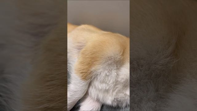 Полотенце для собак SAVVE Dog Towel. Еще обзоры в ШОТАХ в приложении Яндекс Маркет смотреть онлайн