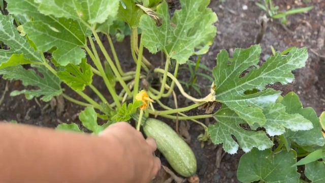 Garden Tour смотреть онлайн