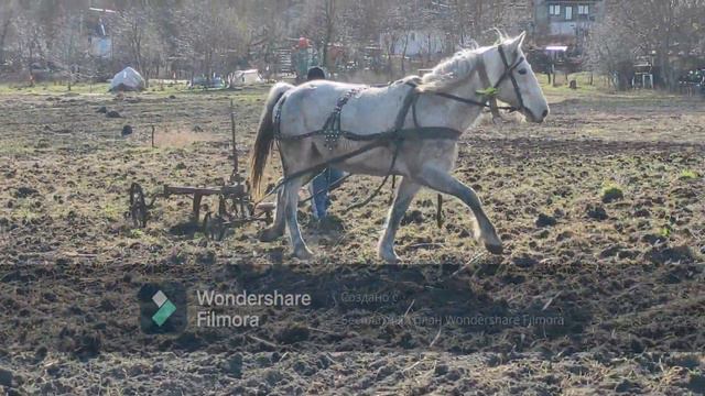 Розробляєм п'ятирічний цілик.Сіємо овес з люцеркою.Гроза в роботі. смотреть онлайн