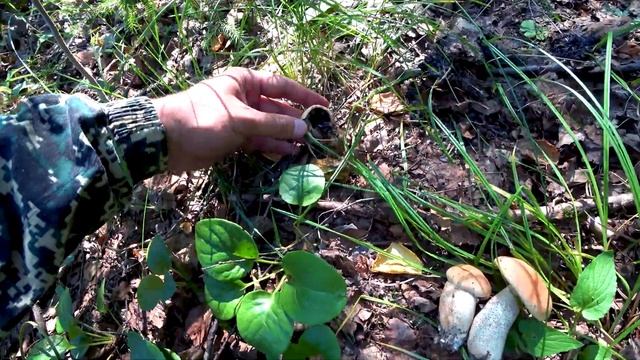 MUSHROOMS IN SEPTEMBER. ASPEN BOLETE (LECCINUM INSIGNE). BIRCH BOLETE MUSHROOM. MUSHROOMS 2022.