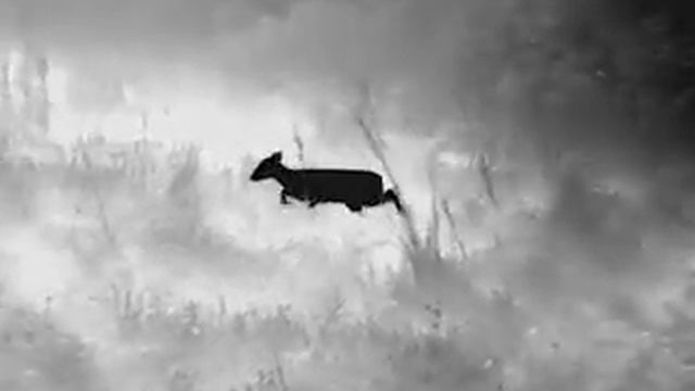 Muntjac hunting using a thermal spotter , Guide Track IR 35 from Barton GunWorks смотреть онлайн