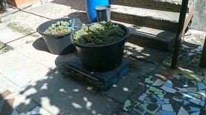 Виноград Айтаска (Itaska) в 2023 г.