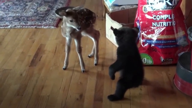 Первое знакомство медвежонка и олененка смотреть онлайн