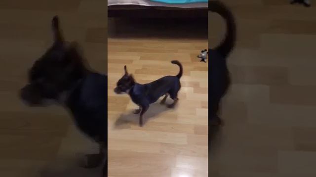 Елисей (Джонни)сын Космоса ( питомник чихуахуа Кастропуло Крым)из Москвы смотреть онлайн