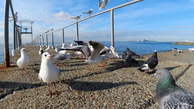 Голодные птички на море 15 ноября 2020 / Гранд отель Жемчужина смотреть онлайн