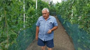 Виноград Пересвет, виноград Вернисаж селекция Криули!