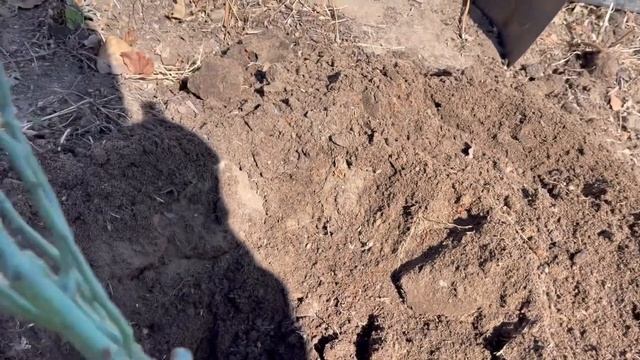 Розы посадка весной в грунт самый лучший вариант смотреть онлайн