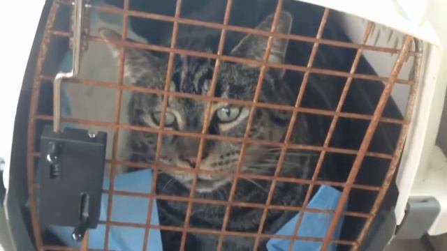 Смешное видео с котами:) #кот #котики смотреть онлайн