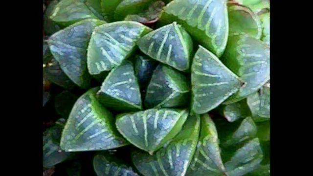 My Old Haworthia Collection ( HOAGY CARMICHAEL - Two Sleepy People ) смотреть онлайн