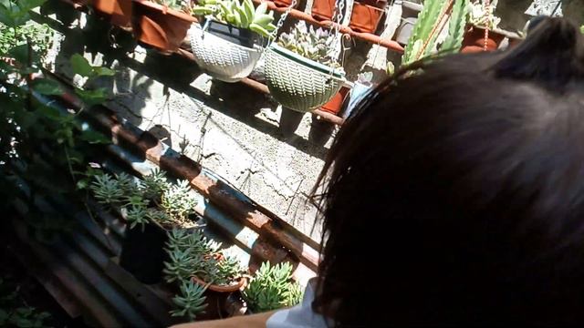 SUCCULENT UPDATE PLUS HARVESTING MULBERRIES смотреть онлайн