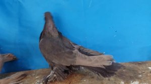 Армавирские короткоклювые голуби.Тел.: +7(747)6541608.