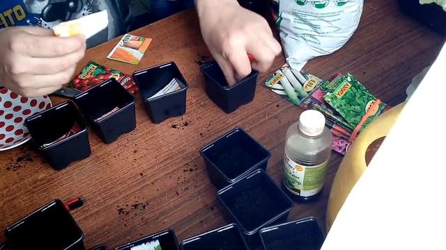 Сажаю томаты под рассаду//сорт Медвежья кровь//сорт Полным полно//Посмотрим что получится смотреть онлайн