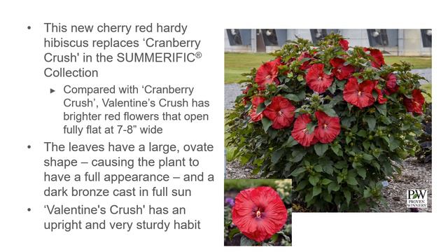 2023 New Varieties смотреть онлайн