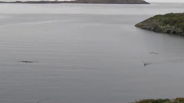 Уникальные случаи спасения животных смотреть онлайн