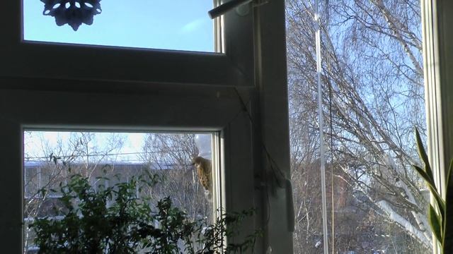 Кормлю синичек и воробьев! смотреть онлайн