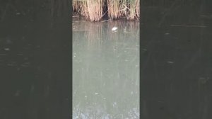 Рыбалка на поплавок.