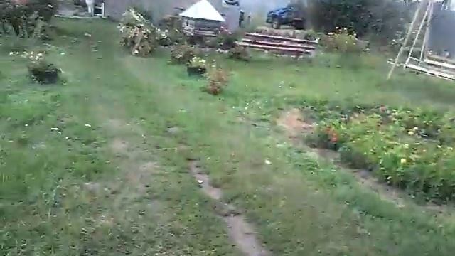 Щенки Акиты ину смотреть онлайн