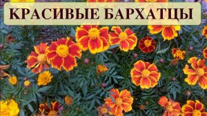 САМЫЕ КРАСИВЫЕ БАРХАТЦЫ. ЦВЕТУЩИЕ ВСЕ ЛЕТО. ТАГЕТИС. ДАЧНЫЙ КРЕАТИВ.