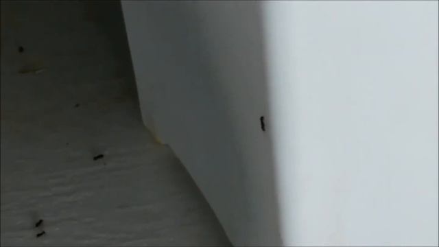 Муравьи в доме. Как избавиться просто, безопасно, дешево. смотреть онлайн