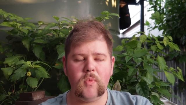 Aji Mango pod review смотреть онлайн