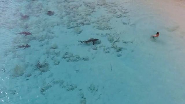 На мальчика плыли 4 голодные акулы. То что они сделали с ним НЕ ДЛЯ СЛАБОНЕРВНЫХ! смотреть онлайн