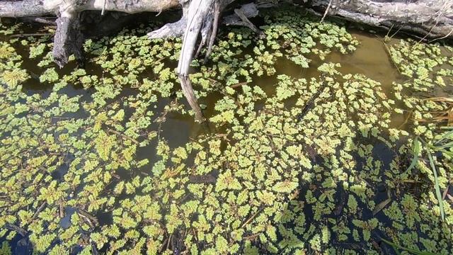 Усач,сальвиния,улитки Нескучная жизнь. смотреть онлайн