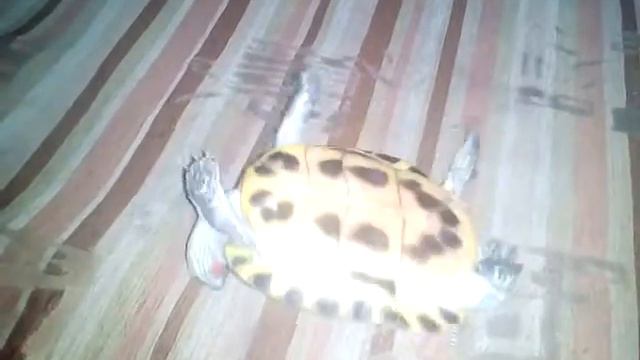 Для любопытных,как переворачивается черепаха смотреть онлайн
