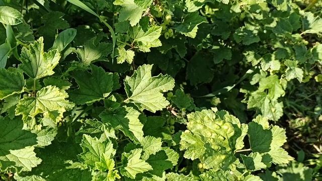 Галловая тля на смородине!!! Признаки, борьба. Не путайте с Антракнозом!!! смотреть онлайн