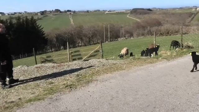 Sheeping around смотреть онлайн