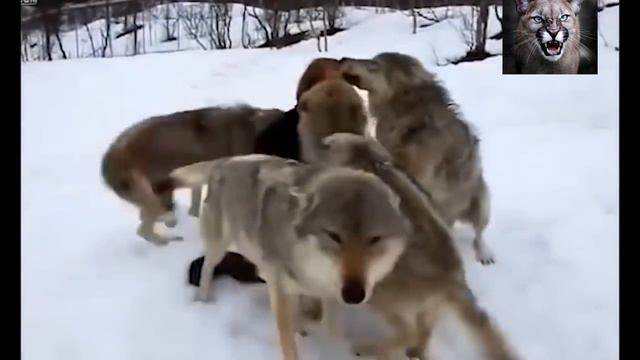 Какие милые животные , и слёзы на глазах !!!!!! смотреть онлайн