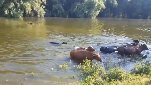 Как плывут коровы)))) Днестр разлился. смотреть онлайн