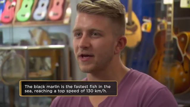 Pawn Stars Australia The Huge Marlin Head смотреть онлайн
