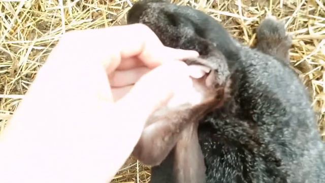 Результаты лечения ушного клеща!!! смотреть онлайн