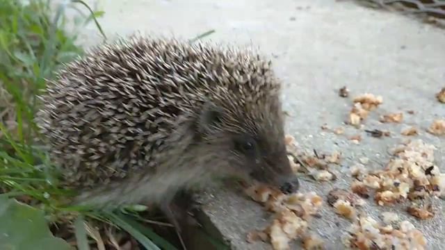 Feeding A Baby Hedgehog / Подкармливаю ежика малыша