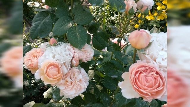 Розы. Моя коллекция чайно-гибридных роз. Обзор к заказам. смотреть онлайн