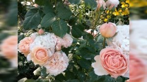 Розы. Моя коллекция чайно-гибридных роз. Обзор к заказам.