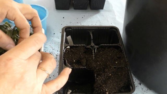 Цинерария, когда и куда пикировать. смотреть онлайн